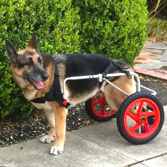 Riki in a BFM dog wheelchair